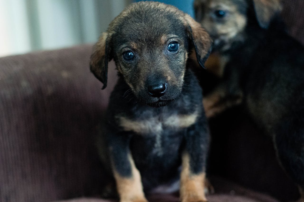 A sweet rescued puppy with soulful eyes sitting on a sofa indoors.