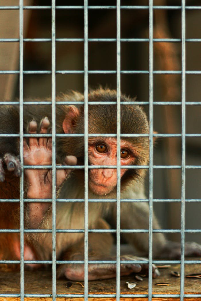 A monkey inside a cage looking out with a pensive expression, evoking emotions on wildlife captivity.