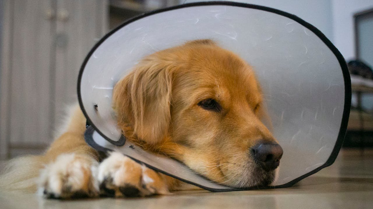 A golden retriever wearing a veterinary cone lying indoors, looking calm and resting.